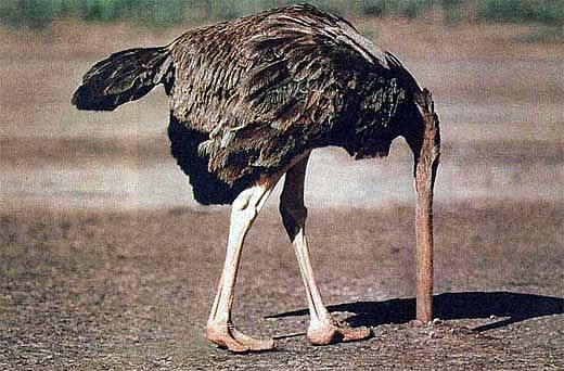 [Image: ostrich-head-in-sand.jpg]
